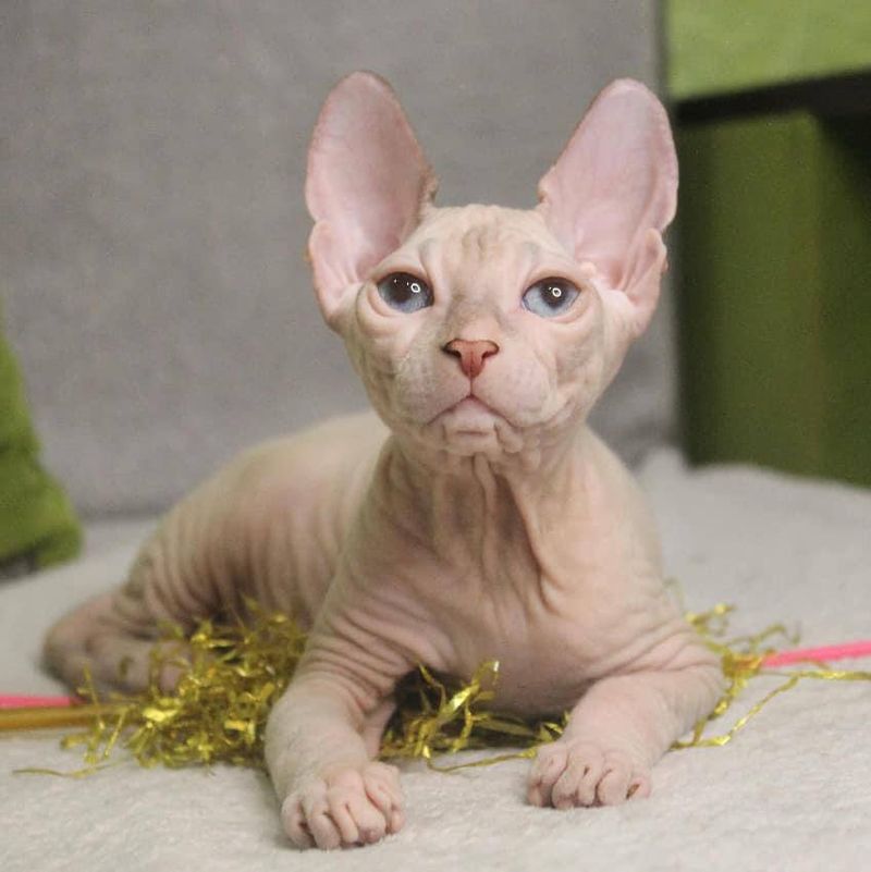 Sphynx