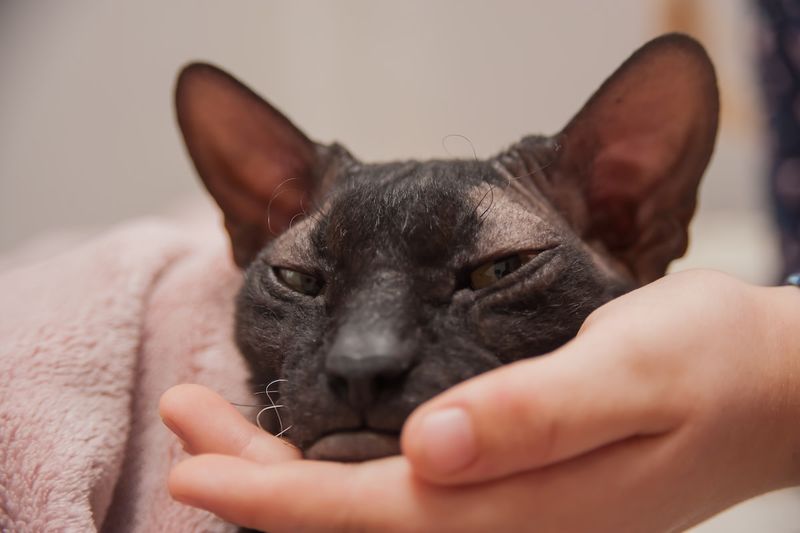 Sphynx