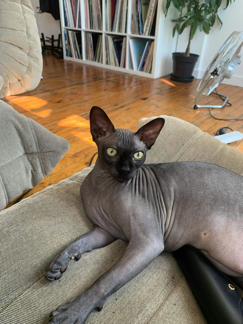 Sphynx