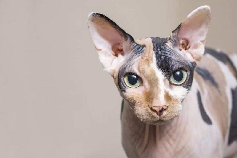 Sphynx Cat