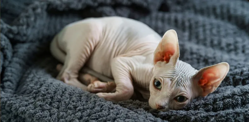 Sphynx Cats: Hairless Isn't Hassle-Free