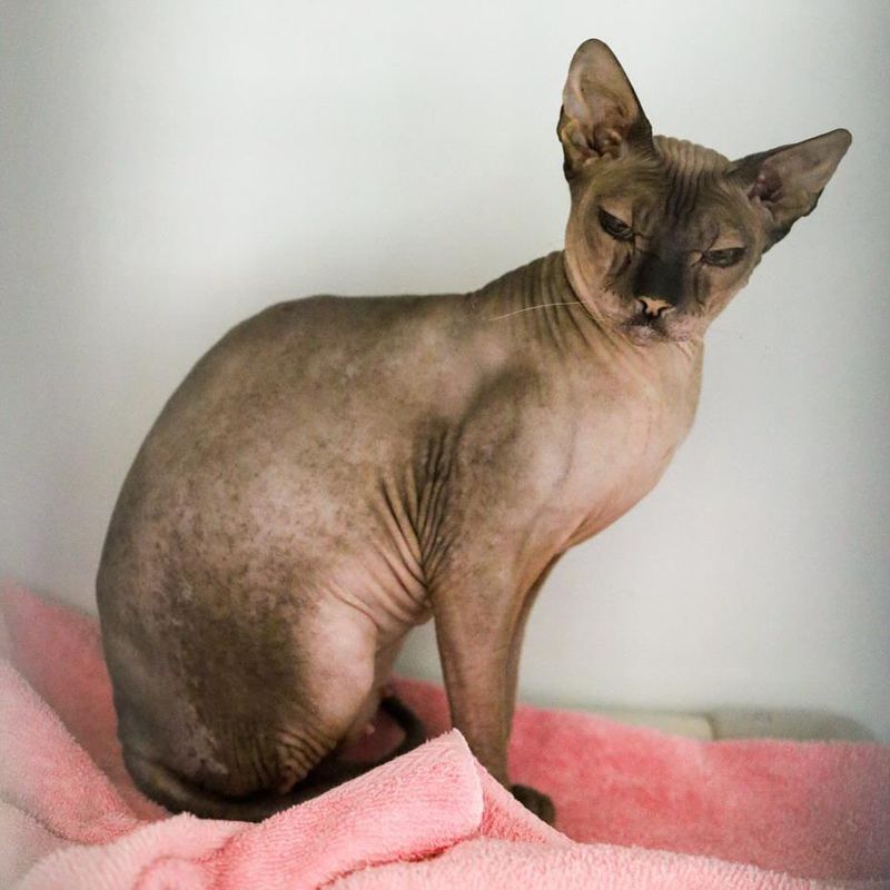 Sphynx Cats: Hairless and High-Maintenance