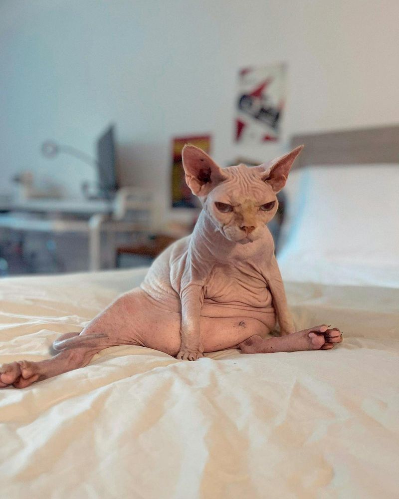 Sphynx: Hairless Hunger Machines