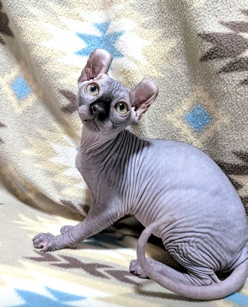 Sphynx: Hairless Wonders with Hidden Troubles