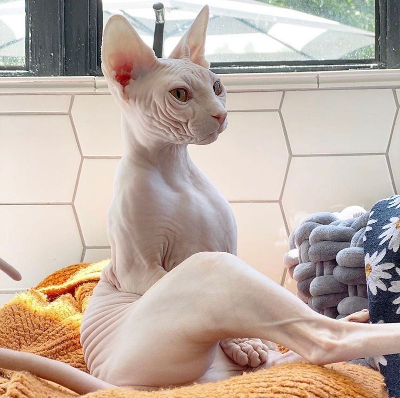 Sphynx: Naked Snugglers Seeking Warmth