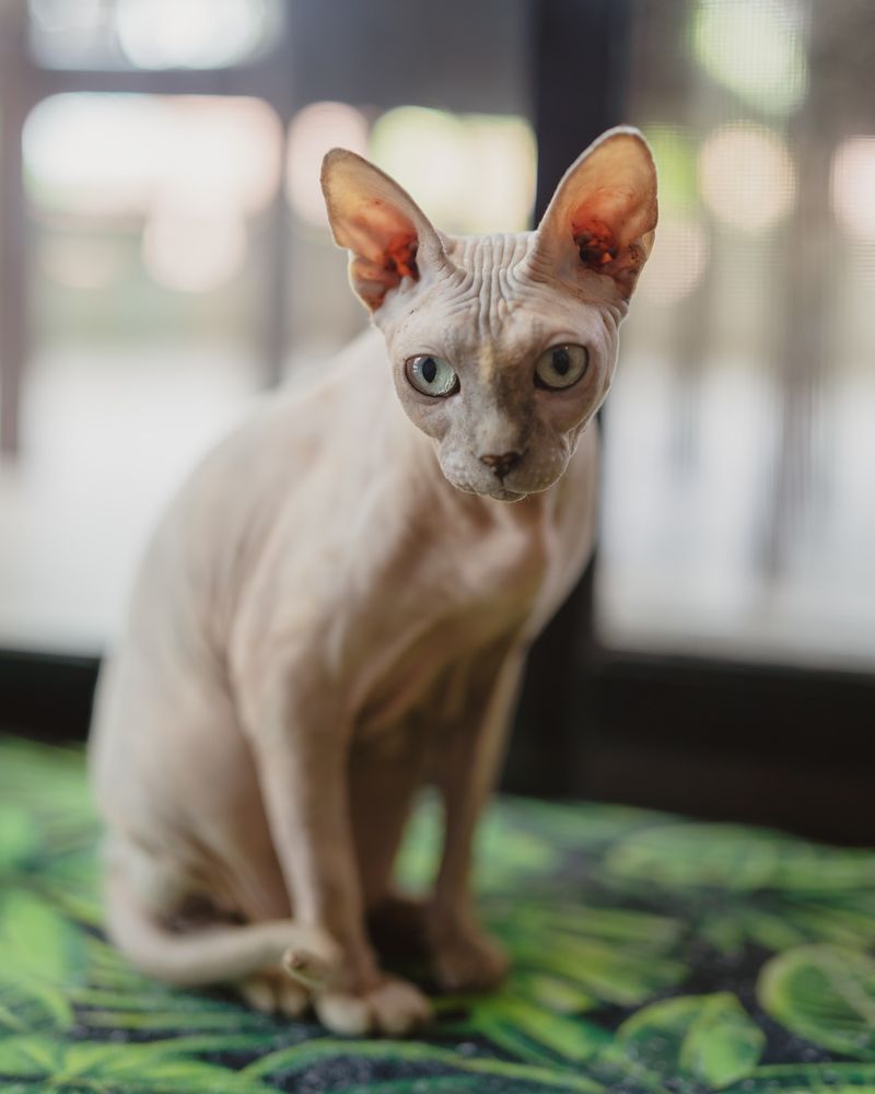 Sphynx: The Extroverted Fashionistas
