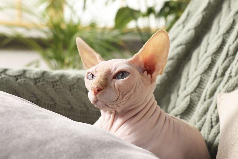 Sphynx: Warm Hearts Beneath Naked Skin