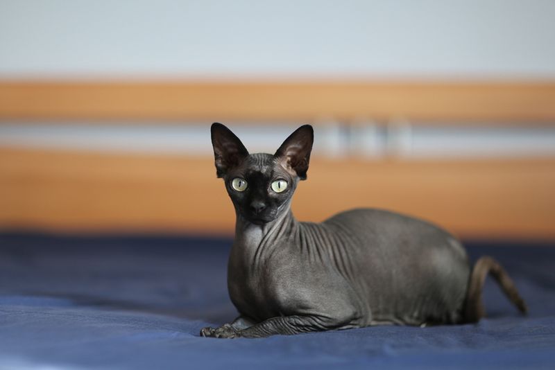 Sphynx