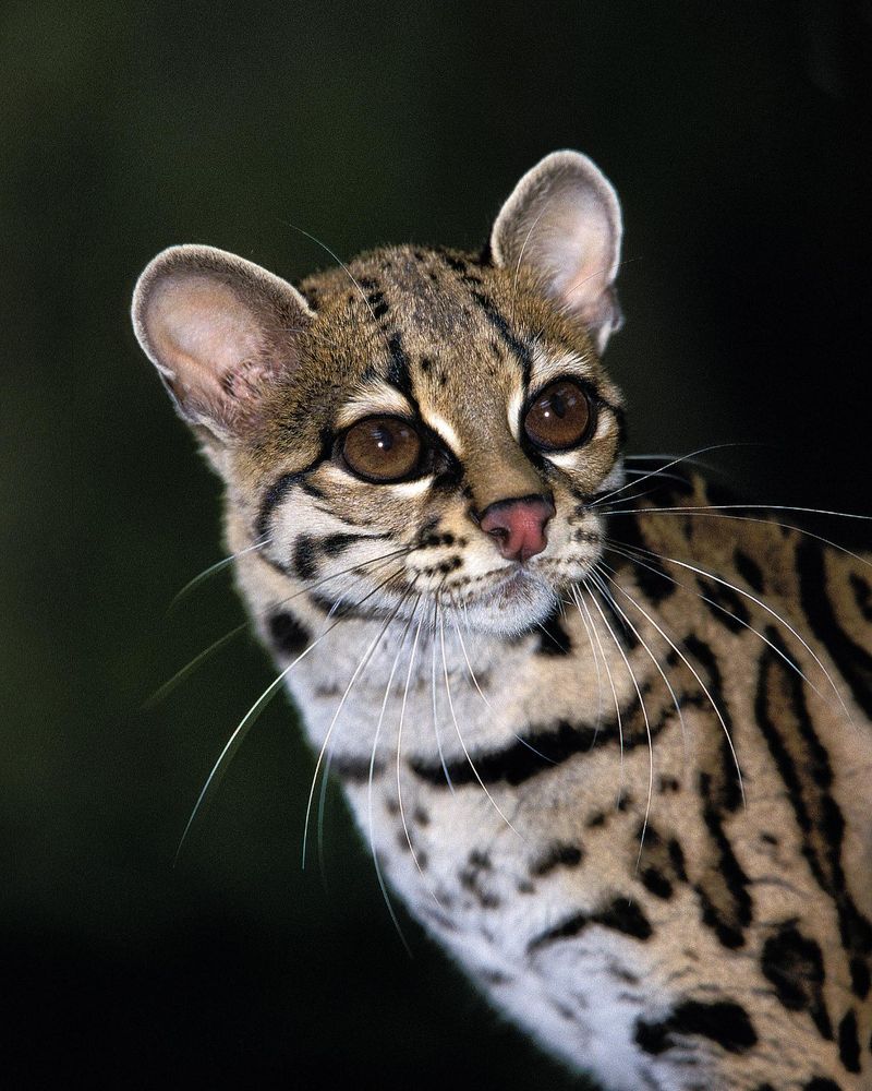 Spot the Difference: Margay's Unique Beauty