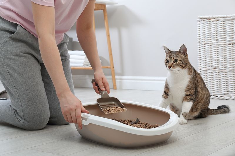 Sprinting Out of the Litter Box