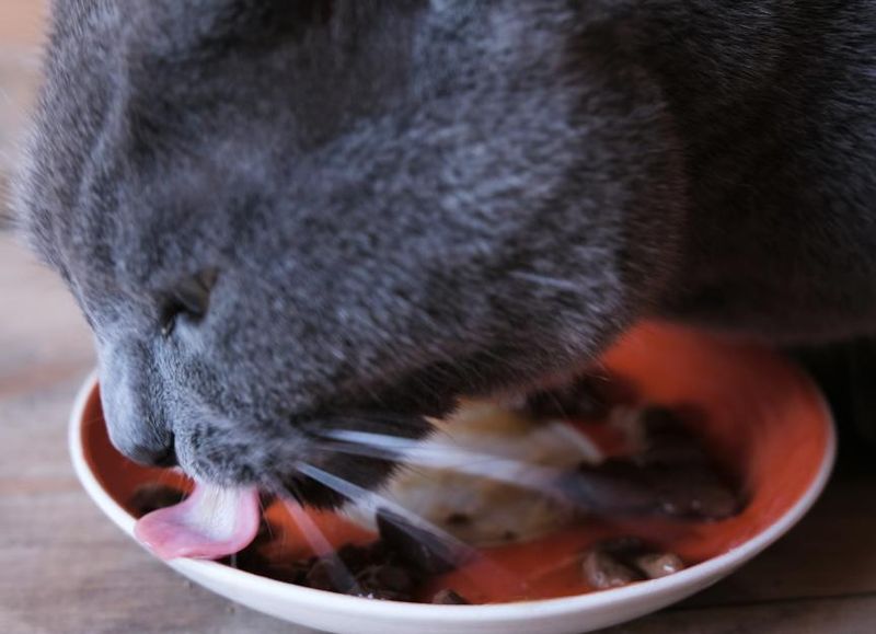 Stabilizes Blood Sugar Levels