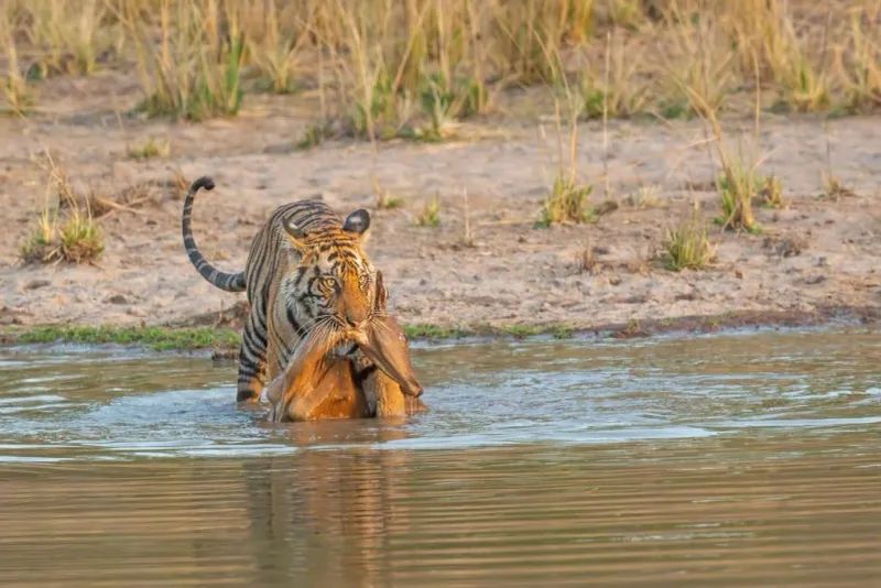 Stalking and Ambushing (Leopards, Tigers)