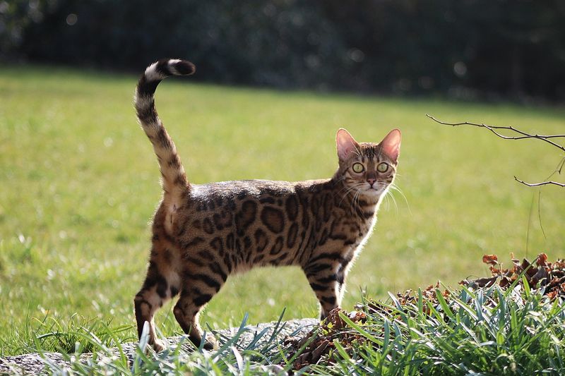 Stalking and Ambushing You or Other Pets