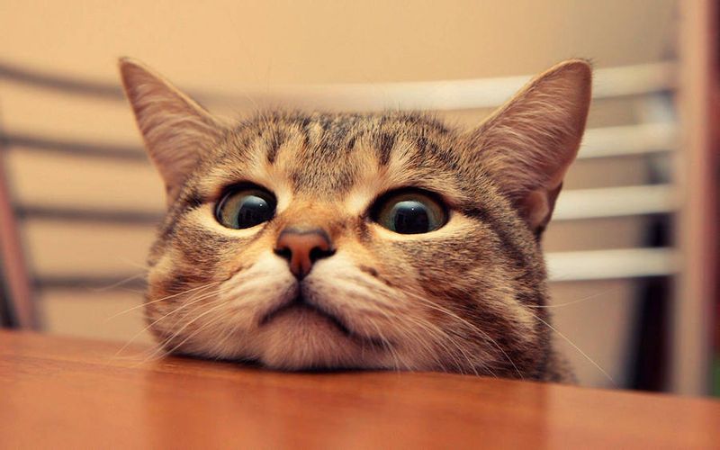 Staring at You Without Blinking