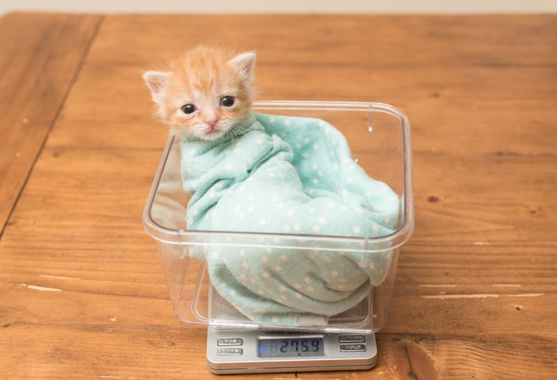 Steady Weight Gain and Growth