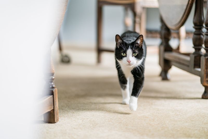 Sticky Surfaces: Paw-sitively Uncomfortable