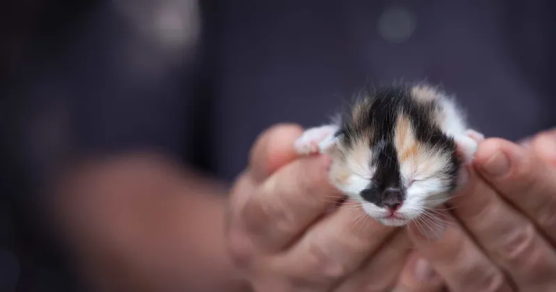 Stillbirths or Death of a Kitten