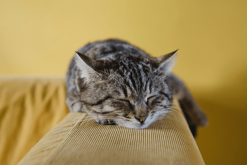 Stimulation and Boredom Relief