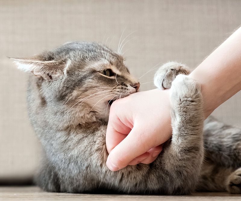 Stop Petting or Move Away