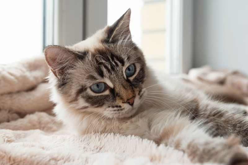 Strategic Hairball Placement