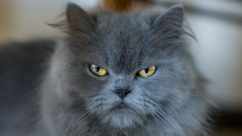 Strategic Litterbox Mishaps