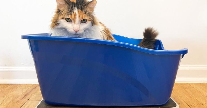 Stress-Free Litter Box Visits