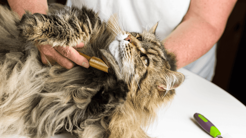 Stress-Reducing Fur Texture