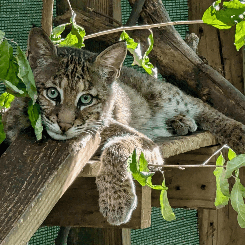 Stress-Reducing Wildlife Connection