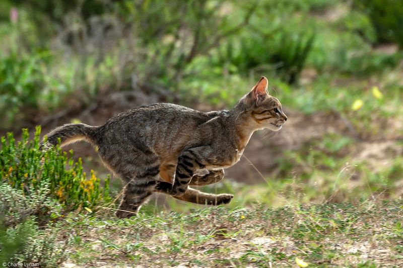 Striking Physical Similarities to House Cats