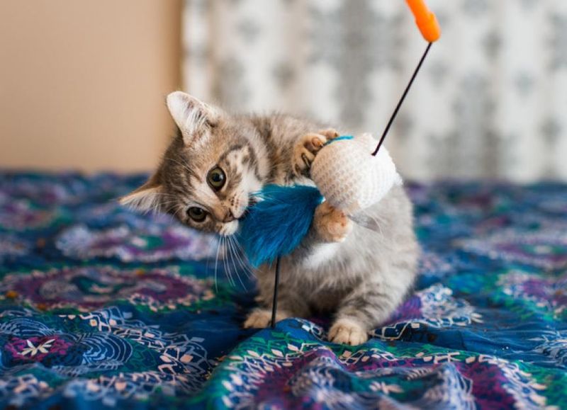String-Like Toys and Small Objects