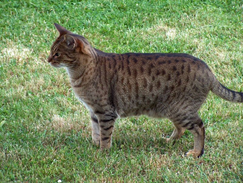 Strong Hunting Instincts