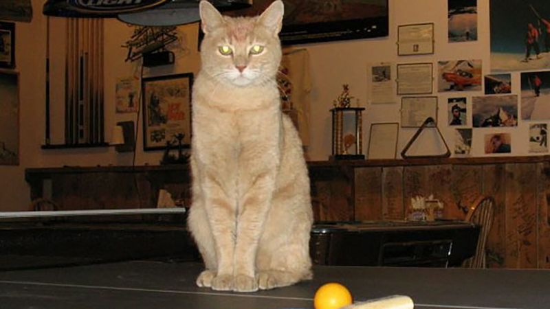 Stubbs: The Feline Mayor of Talkeetna