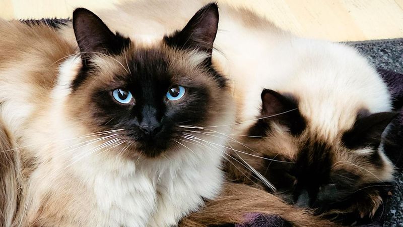 Stunning Blue Eyes