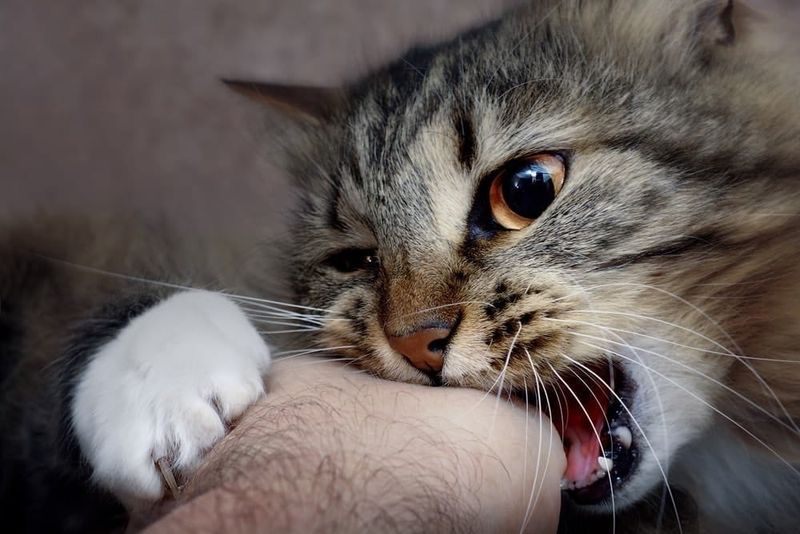 Sudden Aggression During Petting