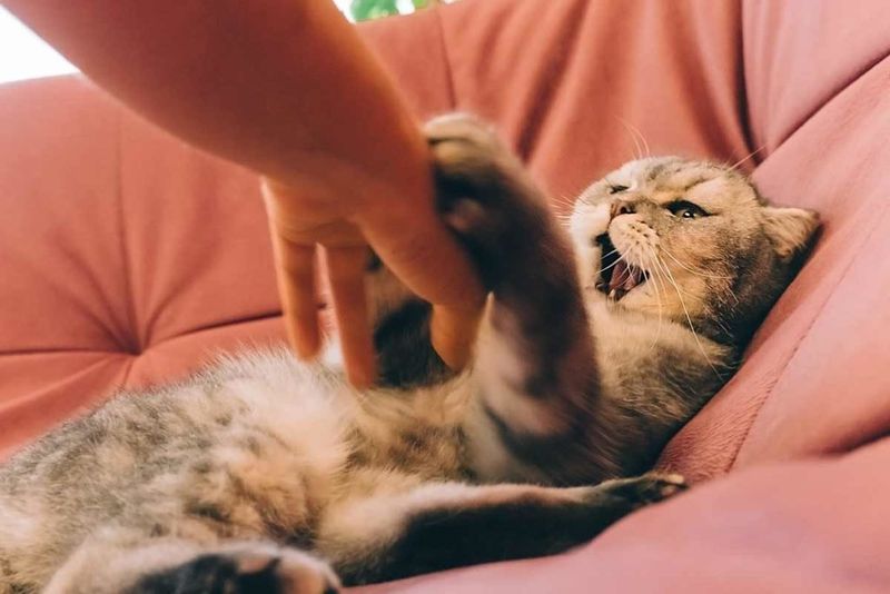 Sudden Aggression Toward People or Other Pets