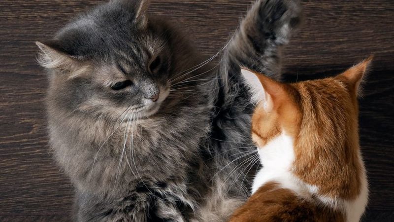 Sudden Aggression Toward You or Others