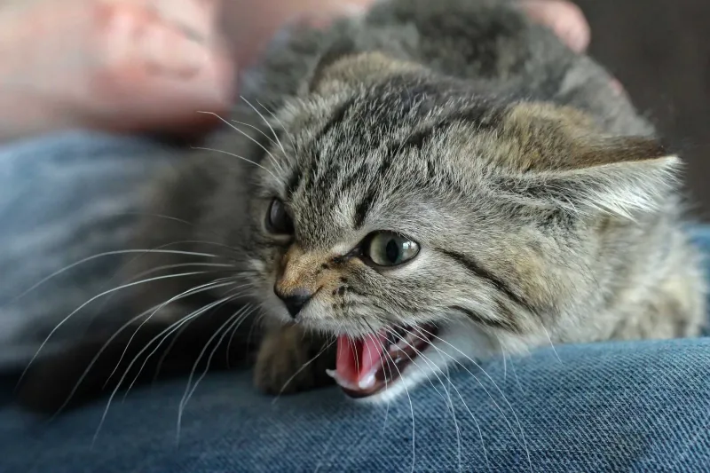 Sudden Aggression