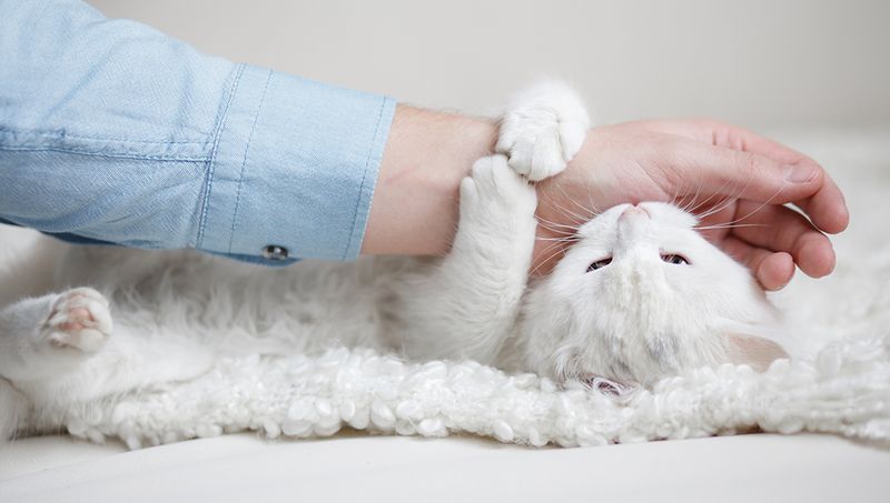 Sudden Bites During Petting