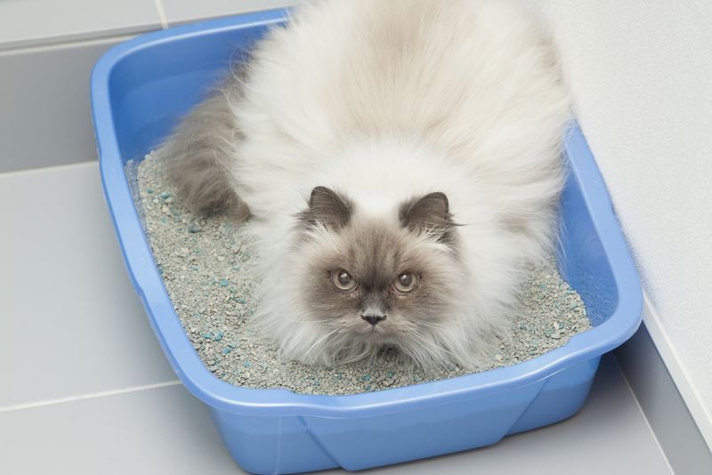 Sudden Litter Box Issues