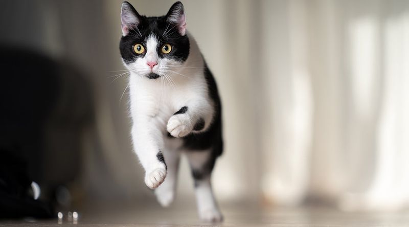 Sudden Zoomies