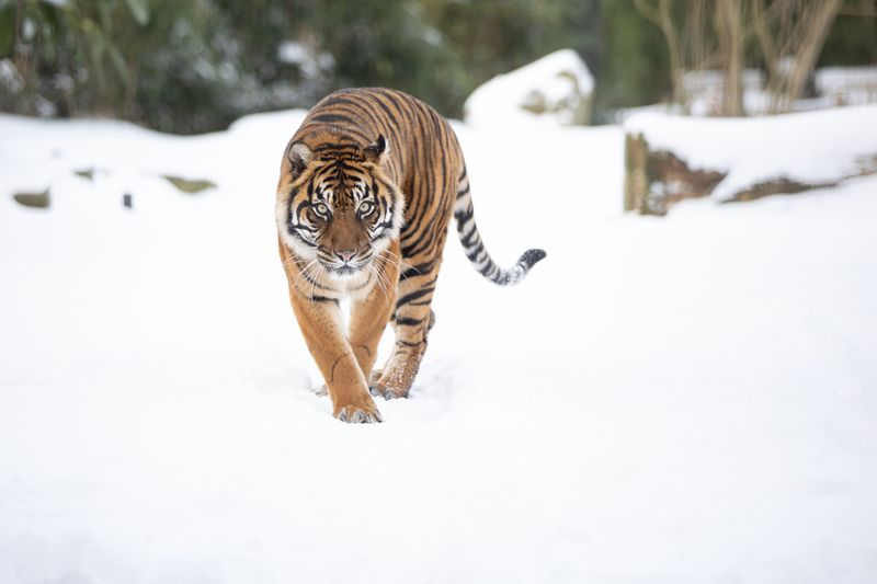 Sumatran Tiger (Panthera tigris sumatrae)