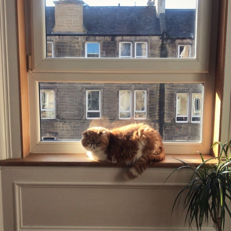 Sunny Window Perch