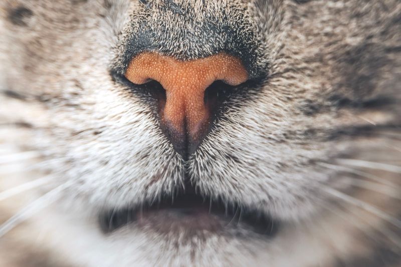 Superior Scent Detection