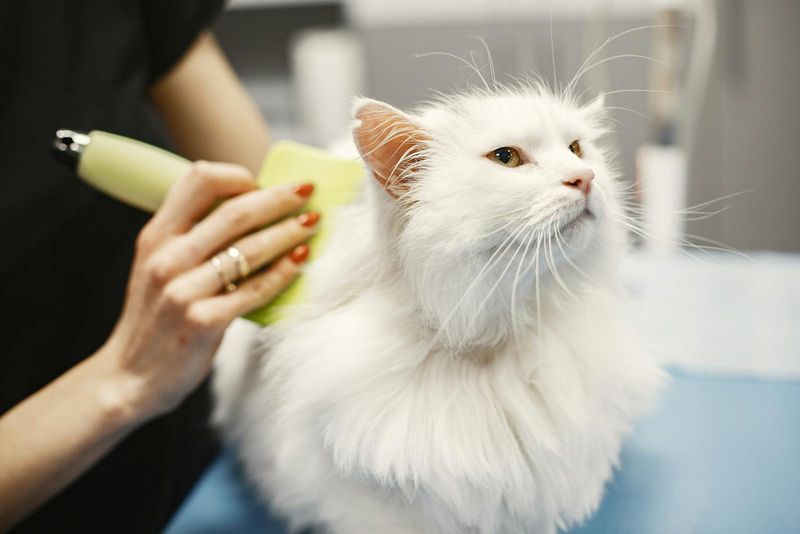 Surprising Seasonal Coat Changes That Transform Your Cat