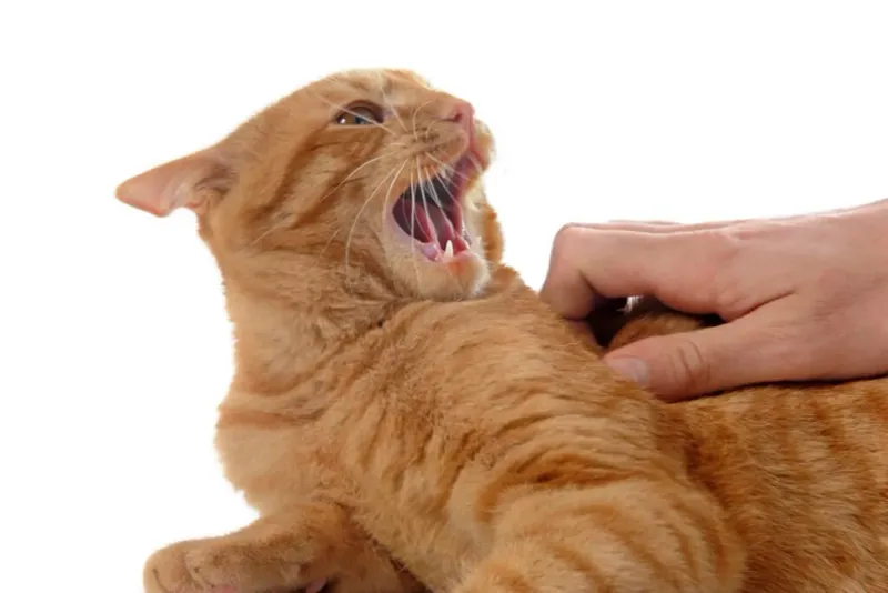 Swatting or Attempting to Scratch or Bite