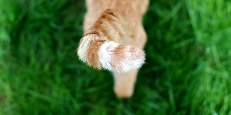 Swishing Tail Rapidly