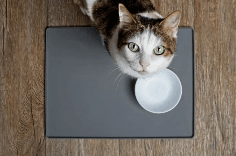 Switch to Scheduled Feeding
