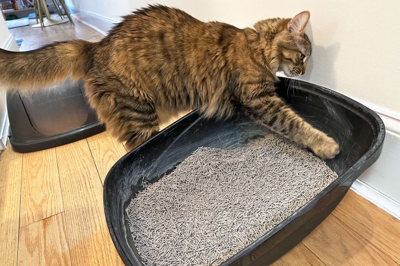 Switch to a Low-Dust, Unscented Litter