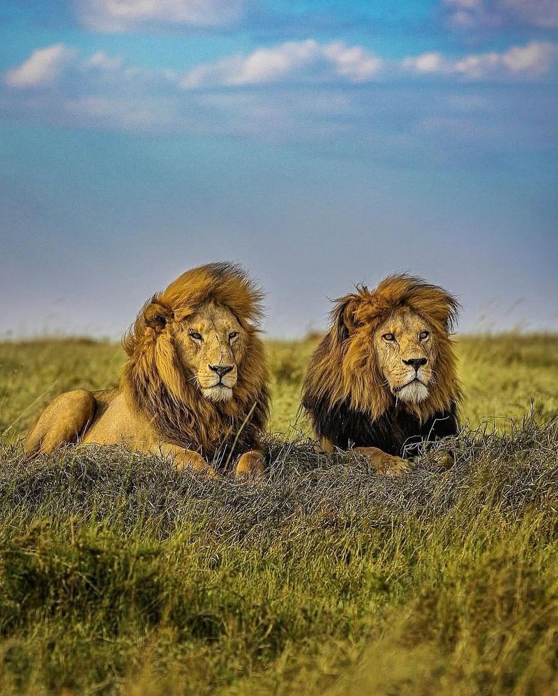 Synchronized Hunting Strategies Among Lions