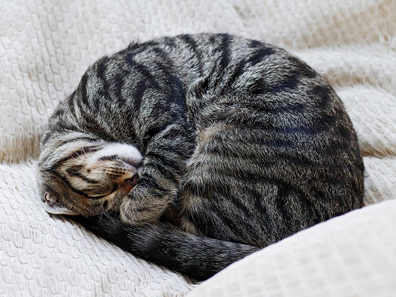 Synchronized Napping Habits
